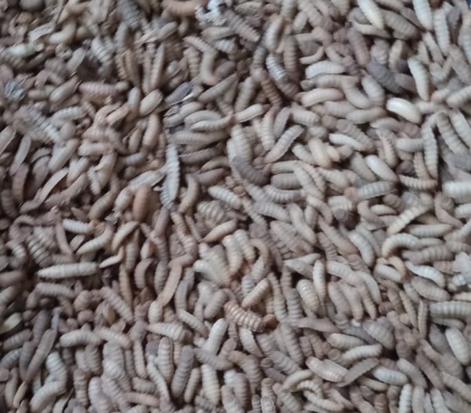 BSF Live Larvae