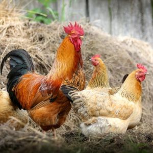 Chicken