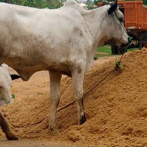 Cow