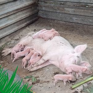 Pig