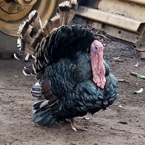 Turkey
